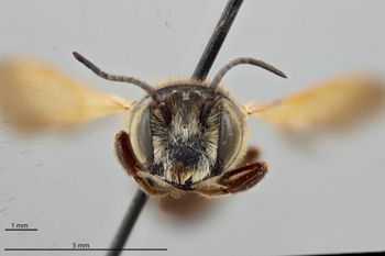 Media type: image;   Entomology 793919 Aspect: head frontal view
